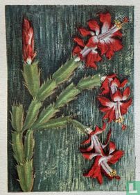 Epiphyllum truncatum