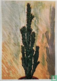 Cereus peruvianus variëteit Monstruosa