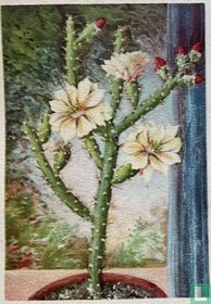 Opuntia salmiana