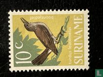 Pale-breasted thrush