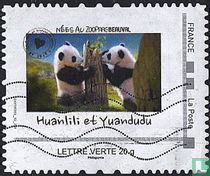 Huanlili et Yuandudu, nées au Zooparc de Beauval
