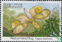Cicada