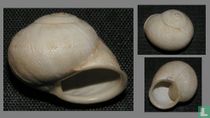 Eremina vermiculosa