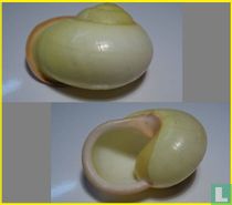 Calocochlea chrysocheila