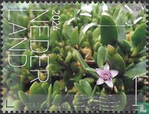 Sea purslane
