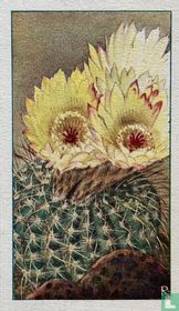 Sierlijke-Bescactus