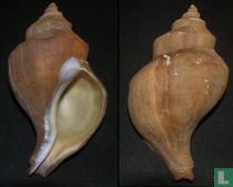 Neptunea bulbacea