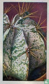 Pracht-Stercactus