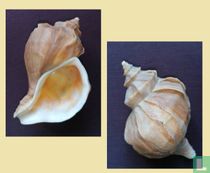 Neptunea polycostata aino