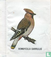 Bombycilla Garrulus - Pestvogel