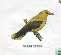 Oriolus Oriolus [1 R]