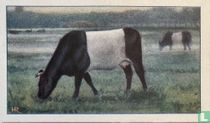 Lakenvelder
