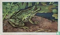 Groote groene kikker