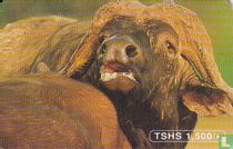 Buffalo