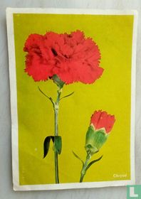 Œillet (Dianthus caryophyllus)