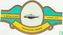 Kardinaal tetra