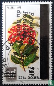 Ixora coccinea