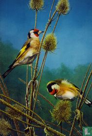 Chardonnerets élégants (Carduelis carduelis) [Putters]