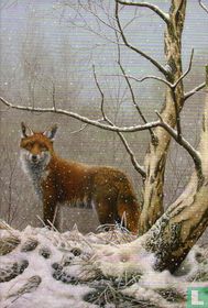 Renard roux (Vulpes vulpes) [Vos]