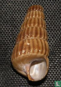 Cerithidea decollata
