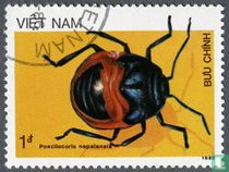Insectes