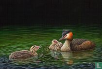 Grèbes huppés (Podiceps cristatus) [Futen]