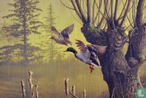Canard colvert (Anas platyrhynchos) [Wilde eend]