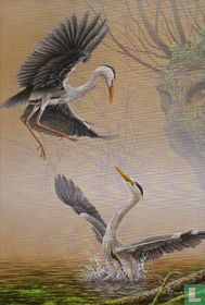 Hérons cendrés (Ardea cinerea) [Blauwe reigers]
