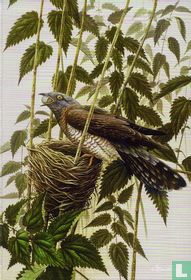 Coucou gris (Cuculus canorus) [Koekoek]