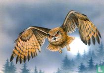 Oehoe / Hibou grand-duc / Eagle owl / Uhu / Bubo bubo