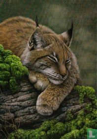 Lynx lynx