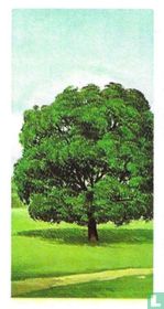 Holm or Evergreen Oak