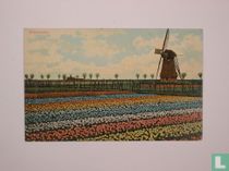 Tulpenvelden