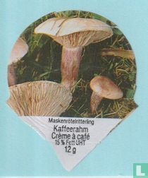 25 Maskenrötelritterling