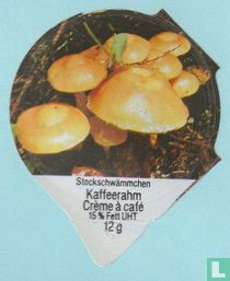 38 Stockschwämmchen