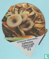 20 Kaffeebrauner Gabeltrichterling