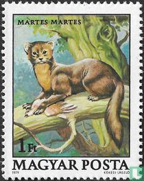 Pine marten