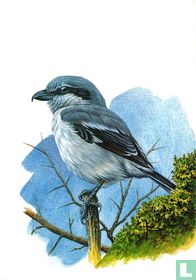Klapekster / Pie-grièche grise / Great grey shrike / Raubwürger / Lanius excubitor