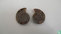 2x halve Ammonieten, geslepen