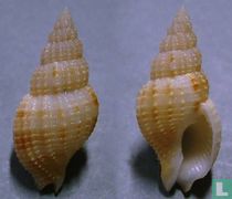 Antillophos oxyglyptus