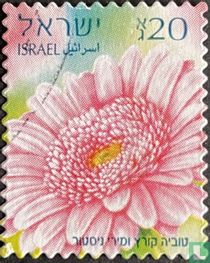 Gerberas