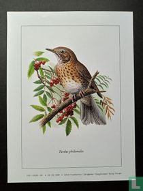 Zanglijster - Turdus philomelos
