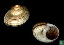 Tropidophora fivanonensis