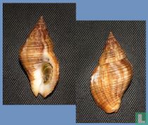 Gemophos tinctus