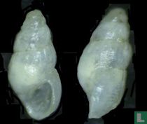 Brachystomia scalaris