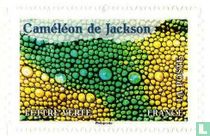 Jackson's Chameleon