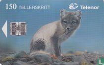 Fjellrev