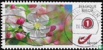 Des fleurs