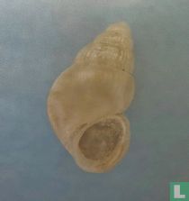 Pusillina inconspicua