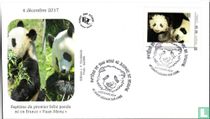 Giant pandas